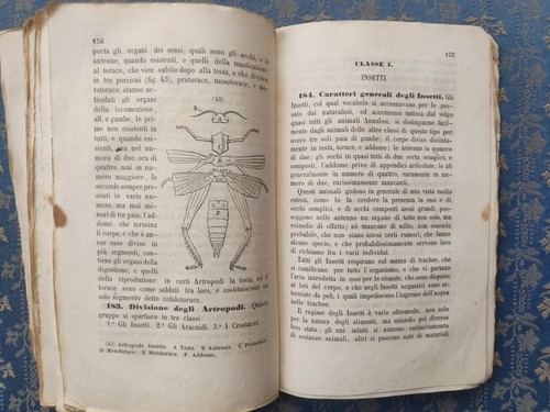 Luigi Bellardi - Nozioni elementari di storia naturale applicata 3 vol. 1855-63 - Imagen 23 de 24