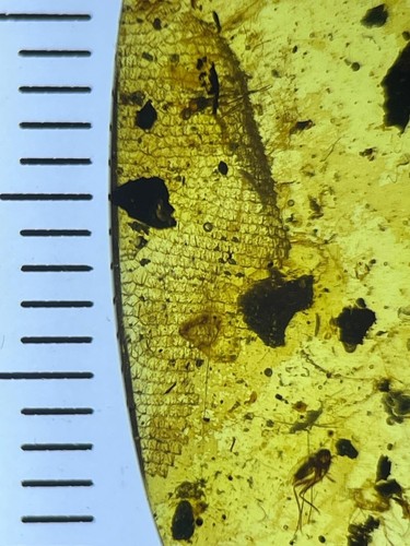 PERFEKT 13x5 mm Eidechse Waage & Botanicals, echte burmitische Bernstein Fossil 98myo - Bild 2 von 12