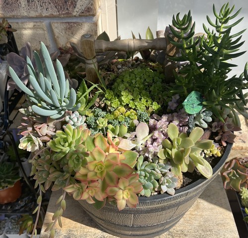 Succulent box!! 15x Cuttings Echeveria, Haworthia, Crassula,Euphorbia, 100’s - Picture 2 of 24