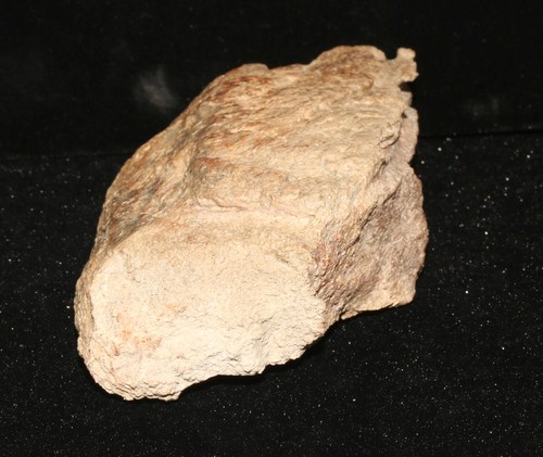 Great Chunk of TRICERATOPS FRILL Hell Creek Formation CRETACEOUS Dinosaur Fossil - Bild 9 von 12