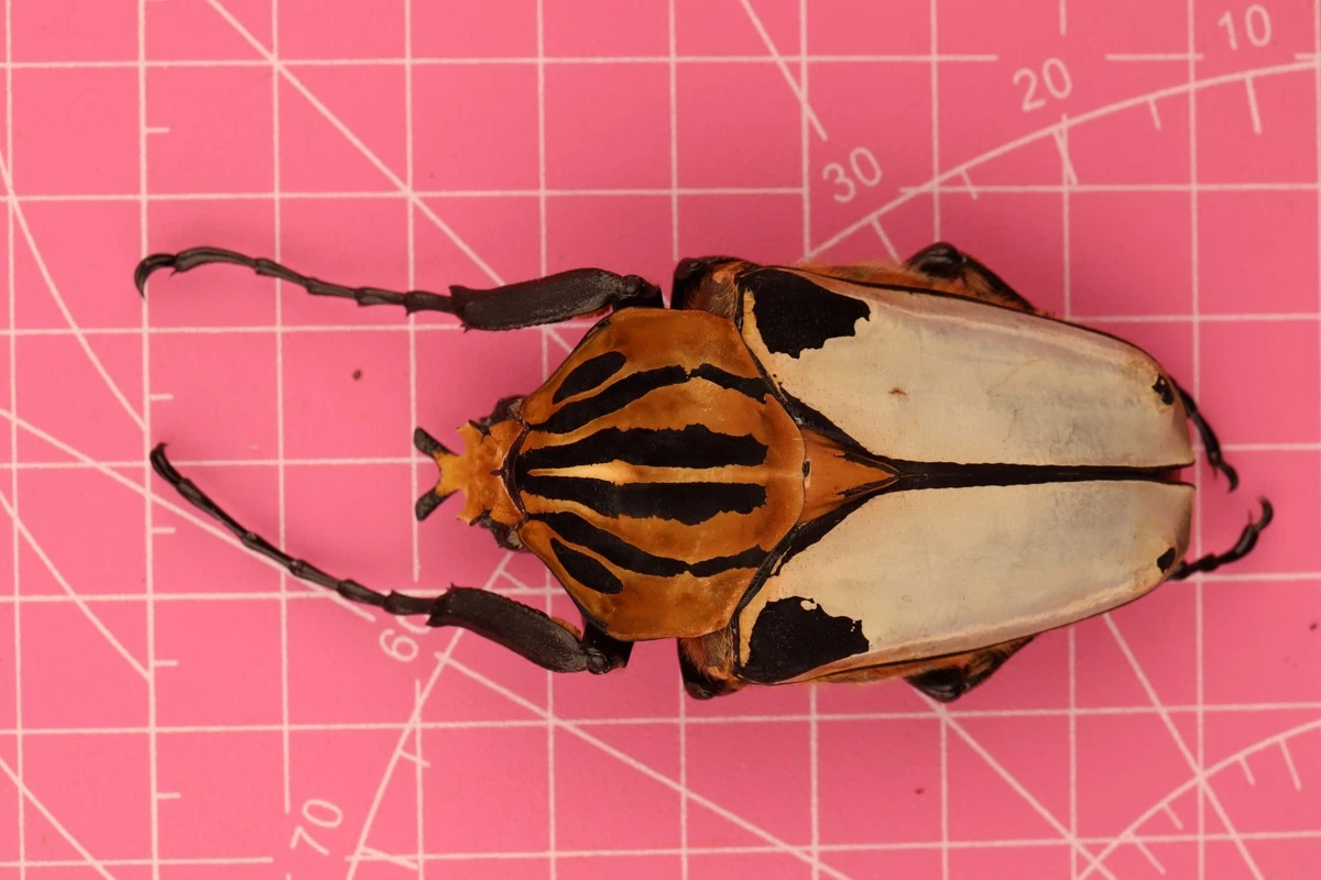 Goliathus Beetle for sale | eBay