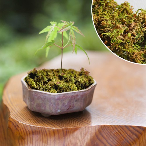 Fake Moss Artificial Moss For Potted Plants Greenery Moss Home Decor Fairy 1PC - Picture 17 of 33