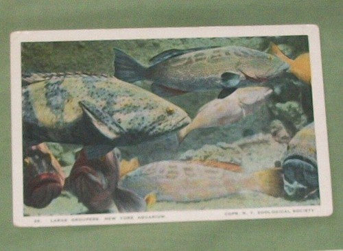 VTG REAL PHOTO POSTCARD COLOR TINTED NEW YORK AQUARIUM ZOO FISH SHARK SEA HORSE - Picture 6 of 10