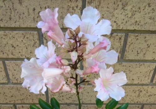 5 cuttings Pandorea Jasminoides “Pink Magic” - Picture 4 of 4