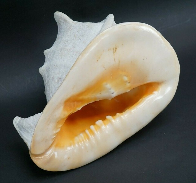 Large 11" Tiger Striped Conch Shell | eBay
