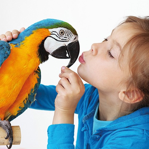 Vogelvoliere Vogelkäfig Vogelhaus Luise mit Auslauf XXL Wetterfest Wellensittich - Bild 9 von 15