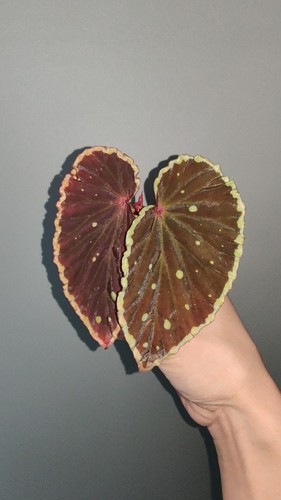 Very Rare Tropical Begonia Malachosticta x Darthvaderiana - Picture 2 of 7