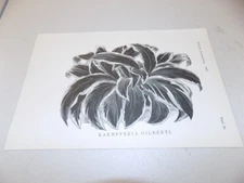 1883 Antique Floral Print  / VERIGATED PEACOCK GINGER, or, KAEMPFERIA GILBERTI