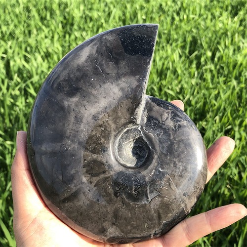 910g Natürliche Fossil Muschel Kristall Präparat Heilpflege - Bild 7 von 10