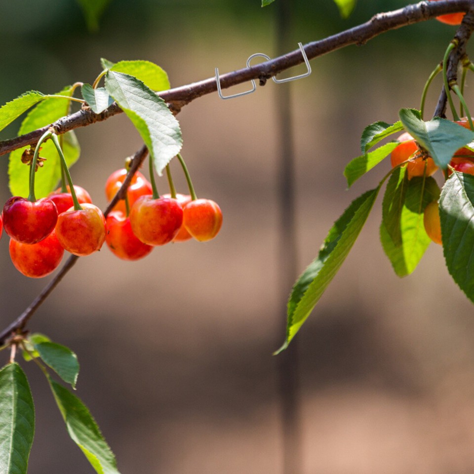 Clip for Apple Tree Plants Fruit Branch Shaper Reorientation Tool