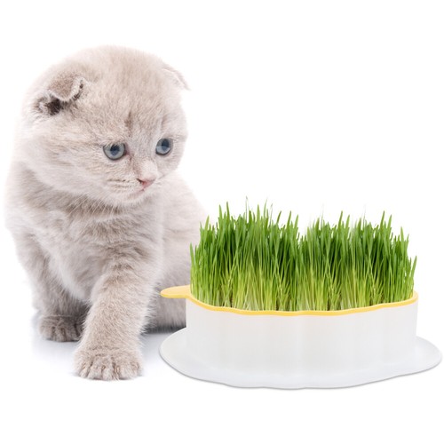 Hydroponic Soilless Convenient Catnip Nursery Snack Planting Case