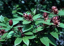 California Sweetshrub Calycanthus Floridus Seeds