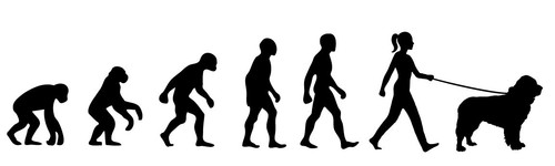 Newfoundland Dog Walker 'Evolution' car sticker, vinyl decal - Picture 3 of 3