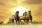 Wild Horses Running at Sunset 8x12 Full Wall Photo Mural Non Woven Wallpaper NIB