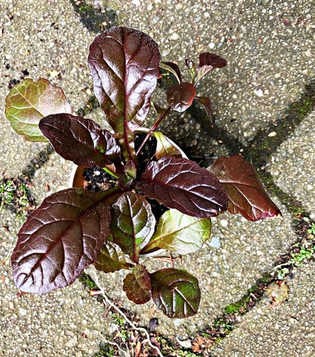 Ajuga Braunherz plants - Ground ready - 10 Plants