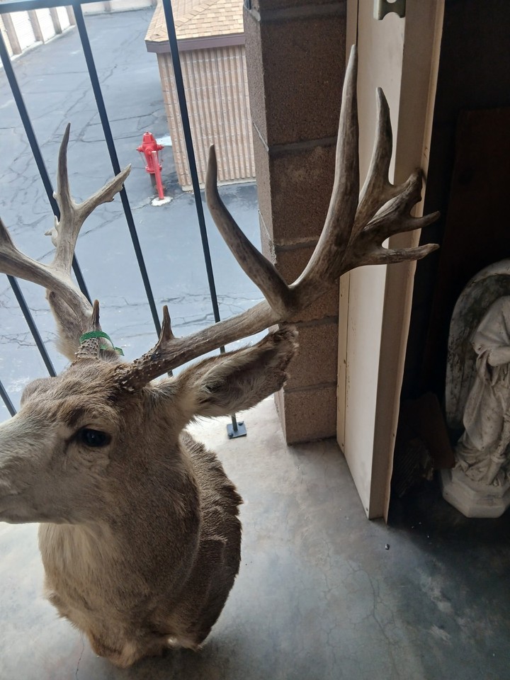32 Inch Mule Deer Mount Antlers Unique Wide Non Typical Muley Rack 8x11 ...