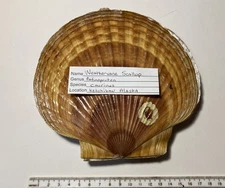 Patinopecten caurinus. Weathervane Scallop. Great Shape.  172 mm.