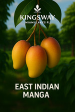 Rare Delicious ZILL EAST INDIAN 3 Gallon Grafted Mango Tree 2 - 4 ft tall 