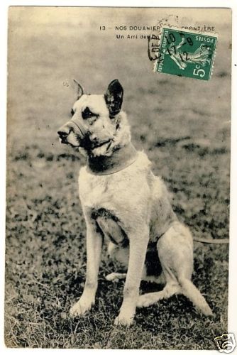 GERMAN SHEPHERD CUSTOMS DOG / SCHÄFERHUND * Vintage PC * Hund Chien - Picture 1 of 1