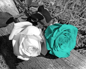 black white turquoise rose