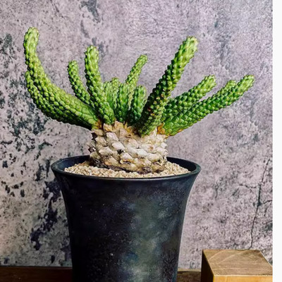 6-7cm Cactus Succulent Plant Euphorbia inermis beautiful Multiple heads Plant