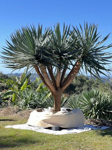 Dracaena draco MATURE DRAGON TREES - Attractive Landscape Feature Trees - Picture 14 of 23
