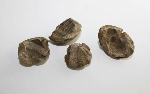 Trilobit Eldredgeia venustus Devon fósil Bolivia eslabones trilobites - Imagen 54 de 71