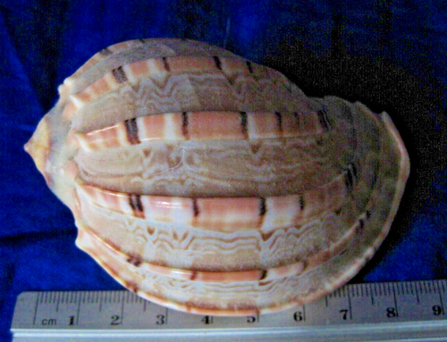 Muschel verschiedene Sammlerstücke teils groß 60 mm - 100 mm - Bild 10 von 23