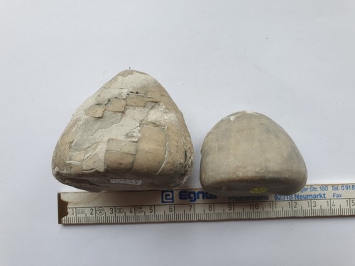 2 x Echinocorys conica - Tiza - Misburgo (Baja Sajonia) - Antigua colección - erizo de mar - Imagen 1 de 10