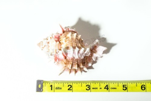 Pink Murex Phyllonotus erythrostomu Hermit Crab Sea Shell 3 1/2- 4"(3 pcs)#JC-41 - 第 2/6 張圖片
