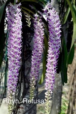 Rhyncostylis Retusa Pink , Species Vanda Orchid Fragrant