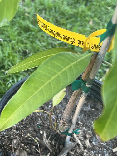 Mango Tree (green sweet mango) 2ft tree. Shipping with in pot. - Picture 3 of 4
