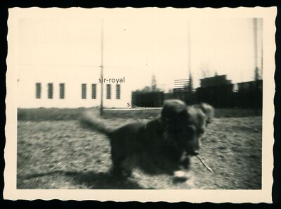 1954 - Dachshund Running Across the Meadow - 1950s - Dachshund Teckel Dog - Photo 9x6cm