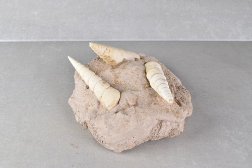 Fossil Turritella Shell on Matrix from Touraine, France 11.8 cm # 20720 - Picture 3 of 9