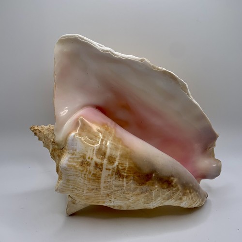 Conch Muschel 9"" x 7,5"" natürliche rosa Muschel Ozean Vintage keine Politur oder Glasur - Bild 2 von 9
