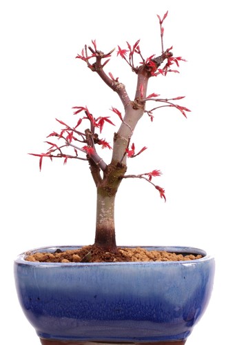 Bonsai - Acer palmatum Deshojo, roter Fächerahorn aus Japan 226/03 - Bild 7 von 8