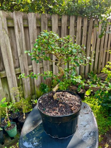 Fukien Tea Bonsai /Pre Bonsai Tree S Shape Ehretia Microphylla 7 years.old - Picture 7 of 7