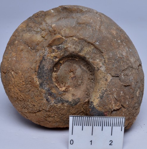 AMMONITE, JURESANITES JACKSONI, WESTERN AUSTRALIA F323 - Bild 2 von 5