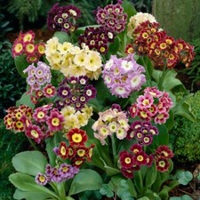 350 seeds PRIMROSE AURICULA MIXED