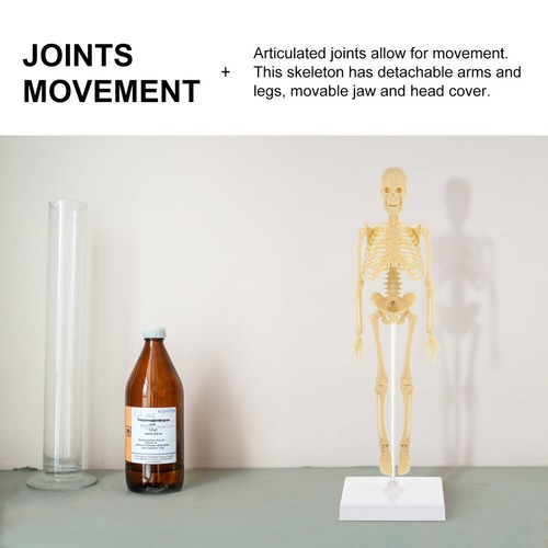 1PC assembly human skeleton Human Skeleton Model Skeleton Model Anatomical - Picture 5 of 12