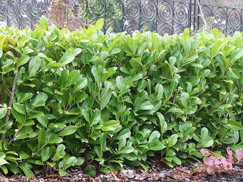 25 Cherry Laurel Fast Growing Evergreen Hedging Plants 30-50cm Tall Potted - Picture 6 of 11