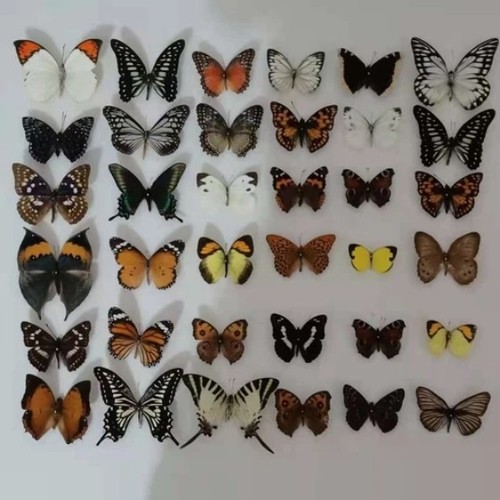 20pcs(Butterfly species with no duplicates)natural Real Butterflies Specimen - Picture 3 of 7