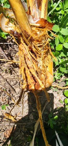 1 Sabal Cabbage Palm 5-9 Years Old Rooted Trees Florida Native+Healthy Root Ball - Picture 10 of 17