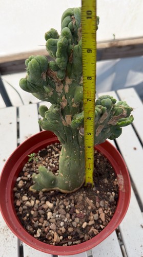 bridgesii monstrose Cristata Pen15 CactusTricho 8” Pot - Picture 12 of 12