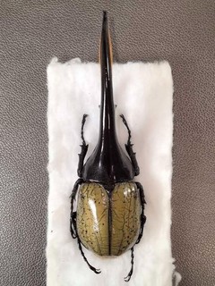 Dynastidae hercules hercules 150 1mm Large size Guadeloupe