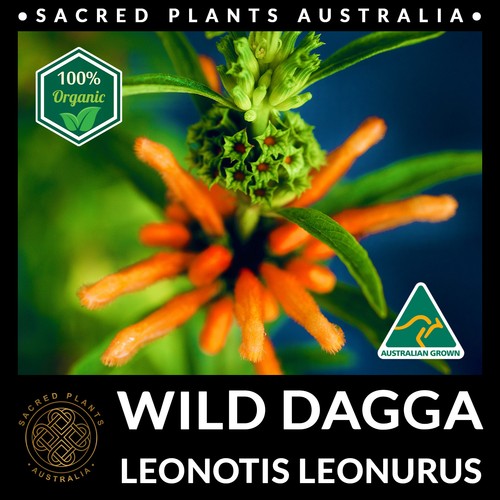 WILD DAGGA 30 Seeds | Leonotis leonurus Shaman Exotic Medicinal Ornamental Plant - Picture 2 of 10