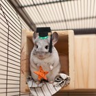  2pcs Small Pets Graduation Caps Mini Bachelor Hats with Tassel Costume Guinea