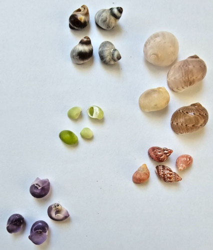 Grande collezione di lumache di mare 40 in totale cinque diverse famiglie specie - Foto 3 di 8