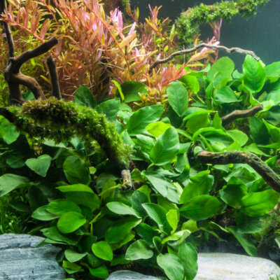 #ad *BUY 2 GET 1 FREE* Anubias Barteri Easy Live Aquarium Plants Aquatic Plants ✅ $9.99