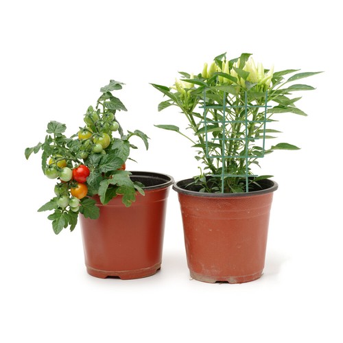 20PCS T Shape le plus cher Plastic Plant Support Frame Potted Flower Support Climbing Frame
